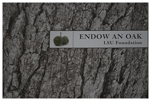 View the Endow an Oak brochure design for the LSU Endowment
